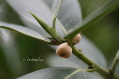 Ficus cuspidata